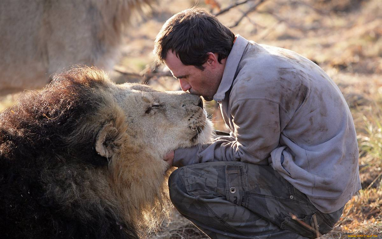 Кевин Ричардсон. Kevin Richardson Lion Whisperer. Кевин Ричардсон и львы. Живет со львами Кевин Ричардсон. Встреча с диким зверем